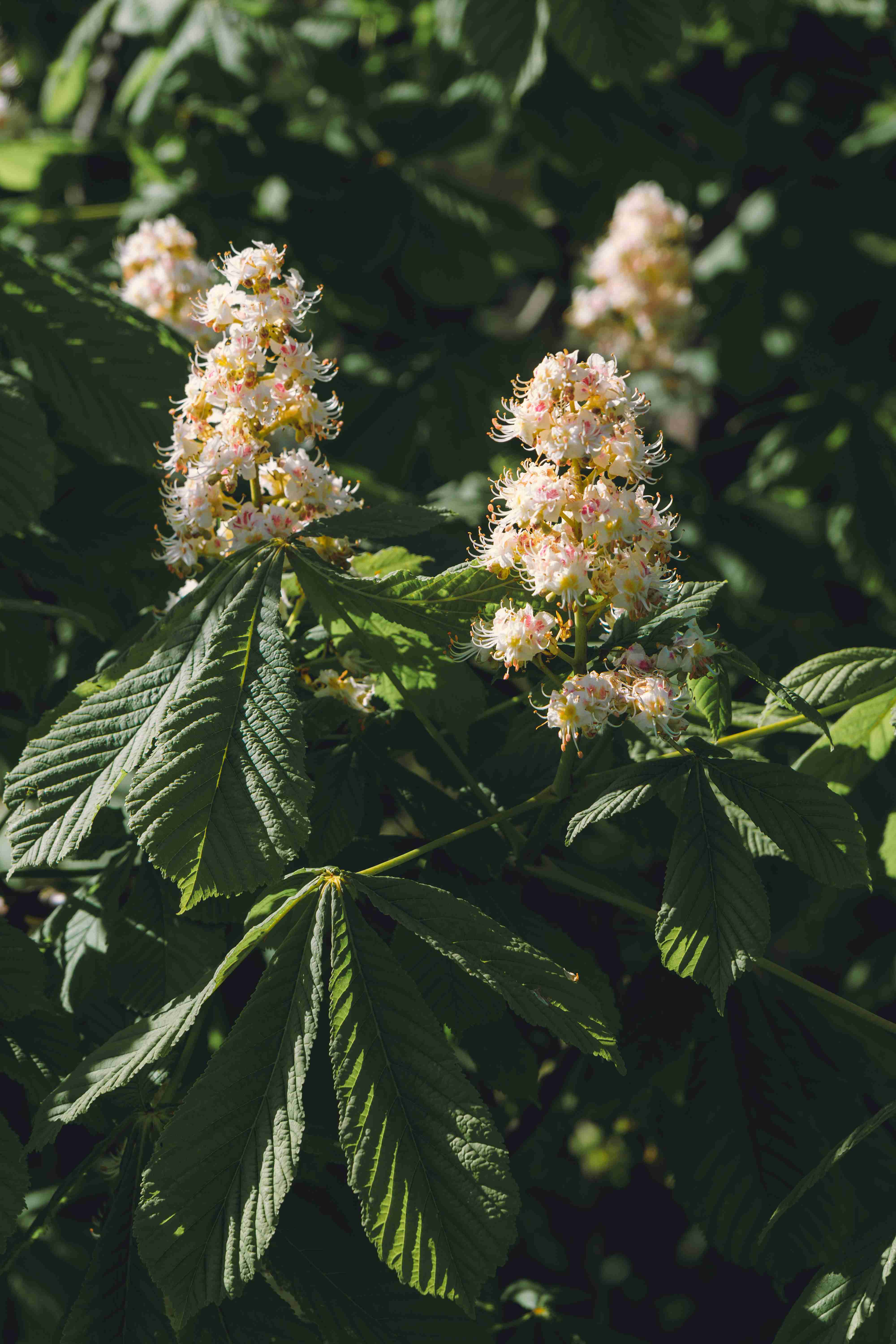 Chestnut Tree In The Spring (Variation)